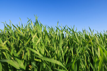 Obraz premium Grass wind swept strong tumultuous light close up