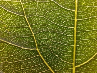 Macro leaves background