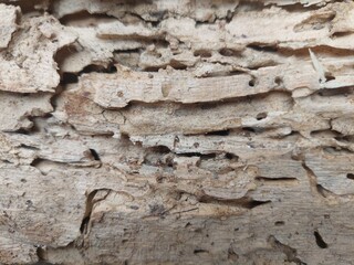 Wood surface of the sun cast long. The surface is cracked and brown. A beautiful pattern.