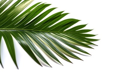Obraz premium Beautiful green palm leaf isolated on white background with for design elements, tropical leaf,