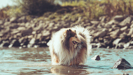 Collie Langhaar britisch sable mit Stock im Maul steht im Wasser Var. 1