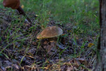 The child found a large white mushroom and wants to cut it with a knife. A beautiful porcini mushroom stands under the Christmas tree and the child bent down to cut it. Mushroom concept.
