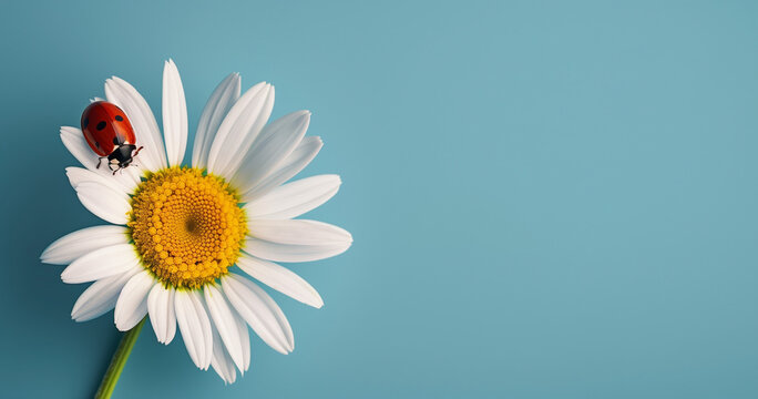 Image of a ladybug on top of a daisy flower, isolated blue background with copy space, 