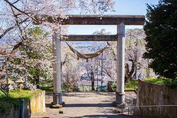 日本の風景・春　さくら名所100選　山形　烏帽子山公園