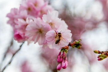 A bee on the cherry blossom flower. Cherry blossom up close. A honey bee on the pink flower gathering nectar.