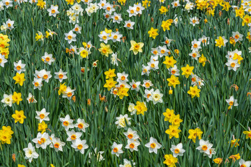 A bunch of daffodil gathered together. A shot of narccissus flowers in the field. A bunch of yellow white petals on the green background.