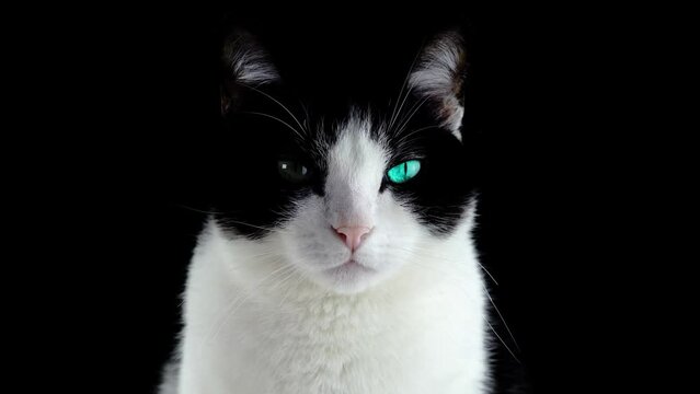 Portrait of an odd-eyed cat on a black background, Blue-eyed Cat Staring into the Camera
