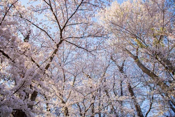 Zelfklevend Fotobehang 日本の風景・春　さくら名所100選　山形　烏帽子山公園 © Yuta1127