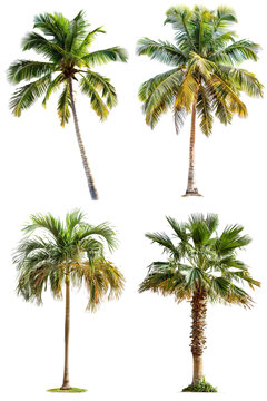 Palm trees isolated on transparent png background