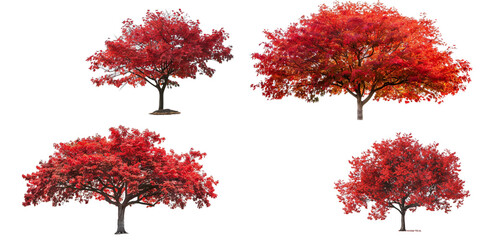 Colorful red maple tree set for autumn