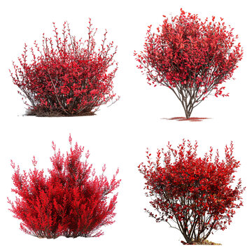 Colorful red bushes set