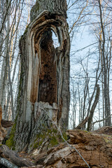 old oak trunk, hollow tree trunk, old tree in forest, wild, spring in nature