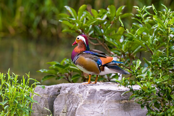 Mandarin ducks at the West Lake scenic spot in Hangzhou, Zhejiang Province, China.