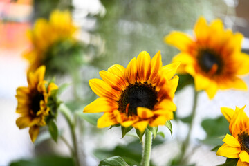 Fototapeta premium Helios Flame Sunflowers (Helianthus annuus). Bright yellow wild flowers with red, burgundy centre leaves.