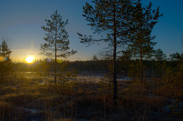 spring morning, evening, swamp lake shore, swamp vegetation at the end of winter, early spring