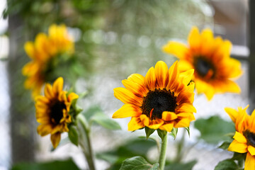 Obraz premium Helios Flame Sunflowers (Helianthus annuus). Bright yellow wild flowers with red, burgundy centre leaves.