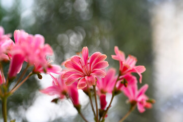 Beautiful blooming lewisia in sunny April,Lewisia cotyledon - Siskiyou lewisia - cliff maids - obrazy, fototapety, plakaty