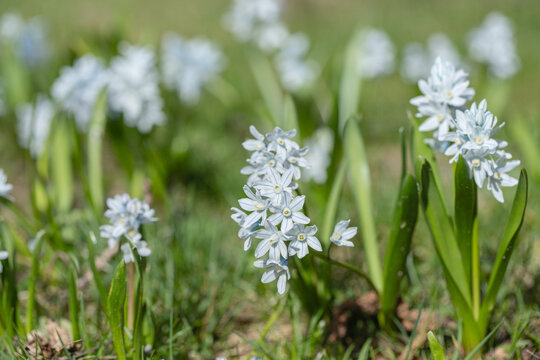 Group of early squills (Scilla mischtchenkoana) planted in a lawn.