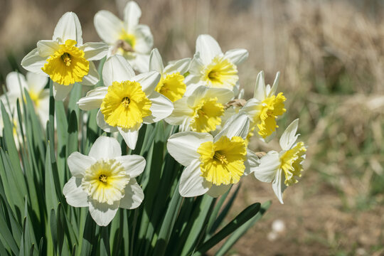 Group of large-cupped daffodils with yellow-orange corona and white tepals. Narcissus classification group 2.
