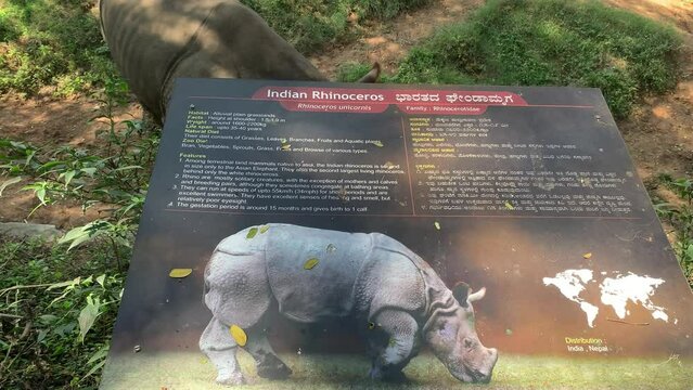 2 January 2023, Indian rhinoceros also called the Indian rhino greater one horned rhinoceros or great Indian rhinoceros in a cage at Zoo  
