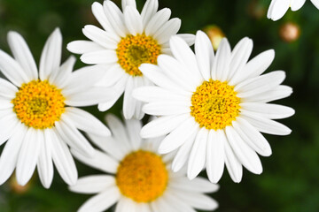 Obraz premium Selective focus of white cream flower with green leaves in garden, Argyranthemum frutescens known as Paris daisy or marguerite daisy, A perennial plant known for its flowers, Nature floral background.