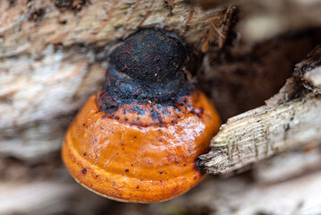 abstract texture, abstract tree growth, old tree trunk, nature prints on wood, suitable for background