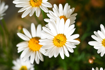 Selective focus of white cream flower with green leaves in garden, Argyranthemum frutescens known as Paris daisy or marguerite daisy, A perennial plant known for its flowers, Nature floral background.