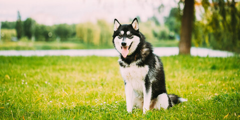 Husky Dog Sit In Summer Greeen Grass. Funny Lovely Pet Dog. - 766169809