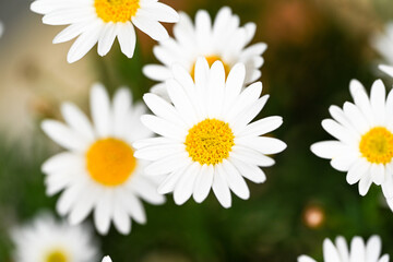 Selective focus of white cream flower with green leaves in garden, Argyranthemum frutescens known as Paris daisy or marguerite daisy, A perennial plant known for its flowers, Nature floral background.