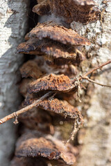 abstract texture, abstract tree growth, old tree trunk, nature prints on wood, suitable for background