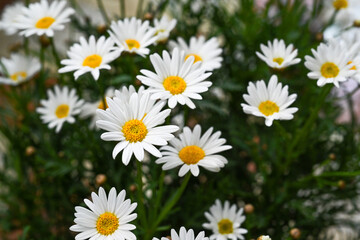 Fototapeta premium Selective focus of white cream flower with green leaves in garden, Argyranthemum frutescens known as Paris daisy or marguerite daisy, A perennial plant known for its flowers, Nature floral background.