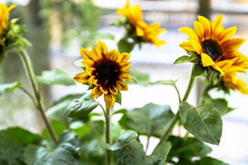 Helios Flame Sunflowers (Helianthus annuus). Bright yellow wild flowers with red, burgundy centre leaves.