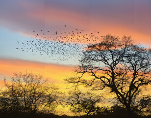 A symphony of birdsong filling the air at dawn