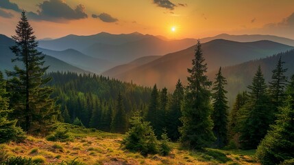 Sunset in the mountains with pine trees and coniferous forest