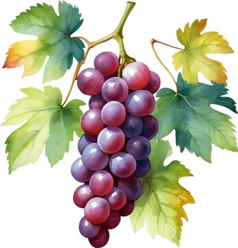 Watercolor painting of Grapes fruit.