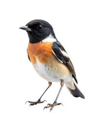 Obraz premium bird png