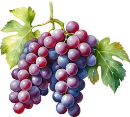 Fototapeta premium Watercolor painting of Grapes fruit.