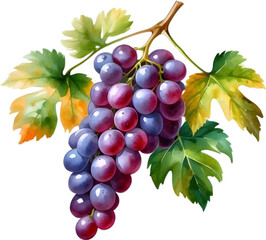 Fototapeta premium Watercolor painting of Grapes fruit.