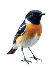 Obraz premium bird png