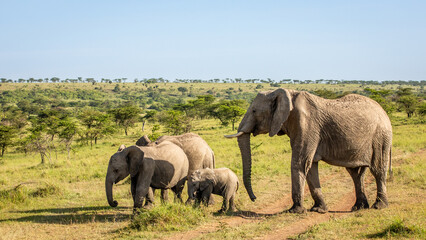 Herd of Elephant ( Loxodonta Africana), Olare Motorogi Conservancy, Kenya.