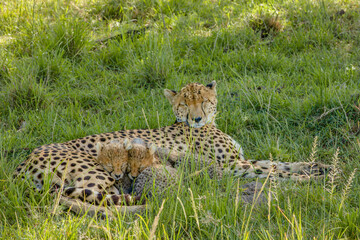 Cheetah with cubs ( Acinonyx Jubatus) sleeping, Olare Motorogi Conservancy, Kenya.