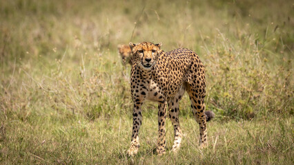 A female cheetah ( Acinonyx Jubatus) looking for prey, Olare Motorogi Conservancy, Kenya.