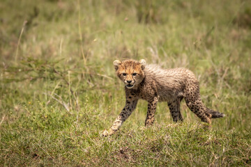 A cheetah cub ( Acinonyx Jubatus) wondering around, Olare Motorogi Conservancy, Kenya.