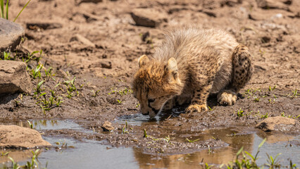 A cheetah cub ( Acinonyx Jubatus) drinking water at a waterhole, Olare Motorogi Conservancy, Kenya.