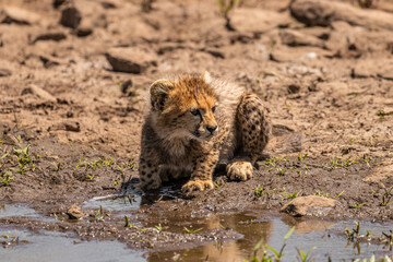 A cheetah cub ( Acinonyx Jubatus) drinking water at a waterhole, Olare Motorogi Conservancy, Kenya.