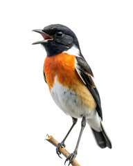 Obraz premium bird png