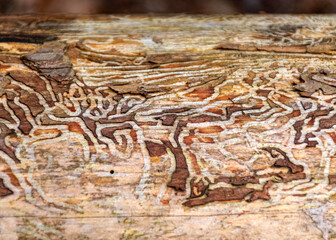 abstract tree growth, old tree trunk, nature prints on wood
