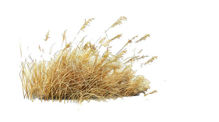Dried yellowing grass isolated with transparent background - wild grass tuft