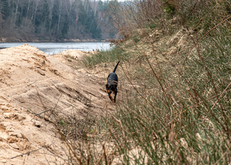 spring walk with the dog, sandy river bank, old last year's grass, nature without greenery, spring