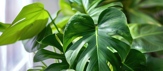 A close up of a green leaf on a houseplant, showcasing the beauty of terrestrial plants. This flowering plant adds life to any indoor space